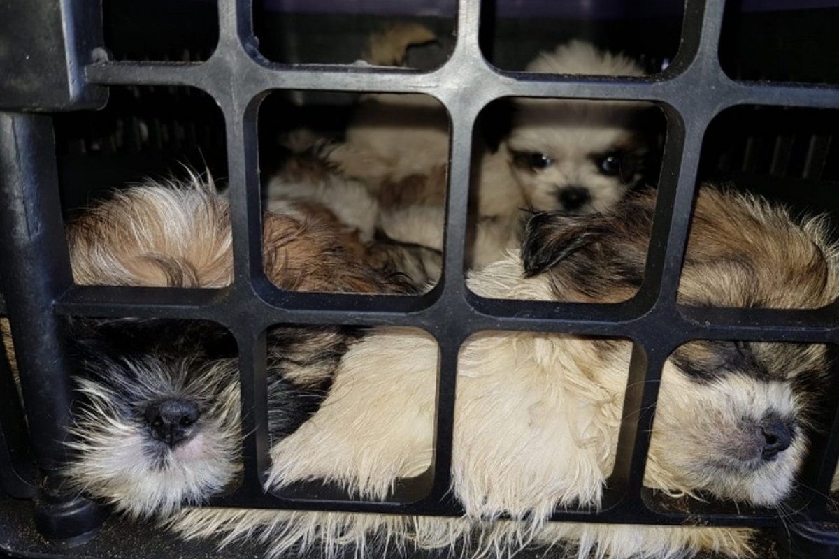 Mais de 30 filhotes de shih tzu que foram apreendidos na BR-242 já morreram