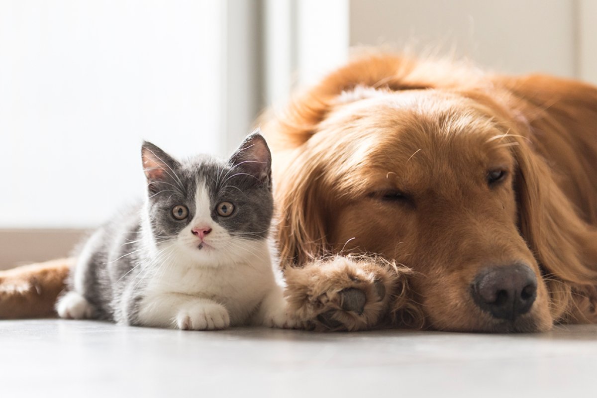 PL que aumenta a pena para maus-tratos de animais deve ser votada nesta quarta (9)