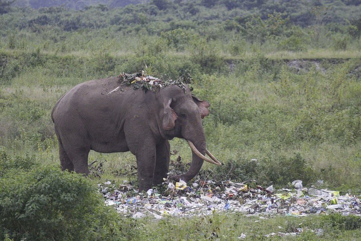 Planeta perdeu mais de 65% dos animais selvagens em 46 anos