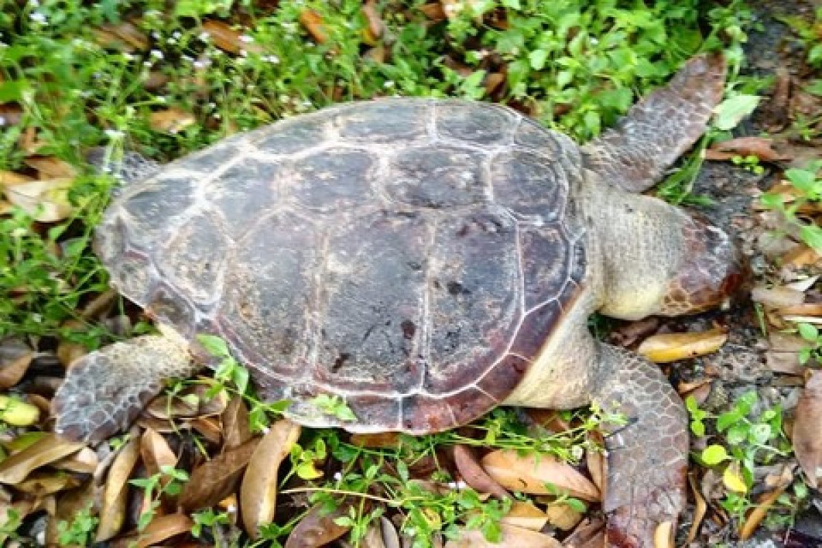 Duas tartarugas marinhas são encontradas mortas em Ilhéus, no sul da Bahia
