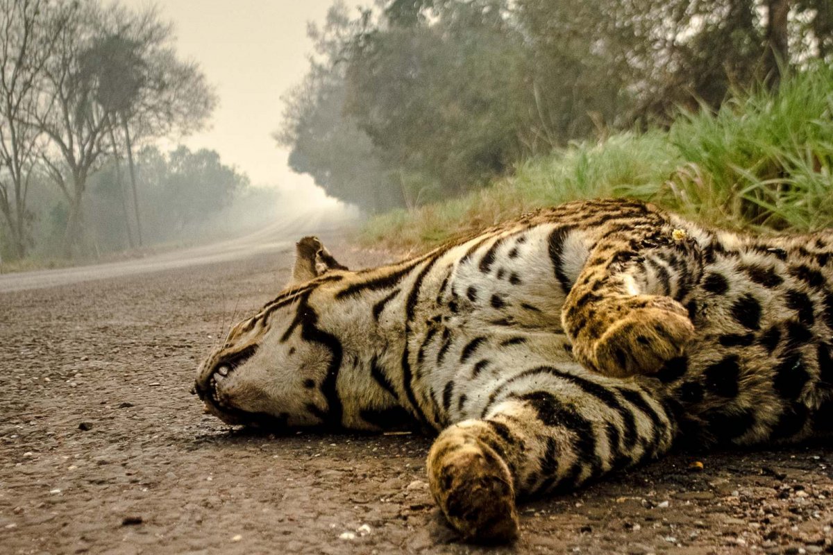 Queimadas no Pantanal será acompanhada por uma comissão temporária do Senado