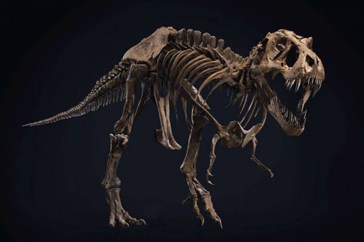 Fóssil de T-Rex vai a leilão e pode ter lance de mais de US$ 8 milhões  