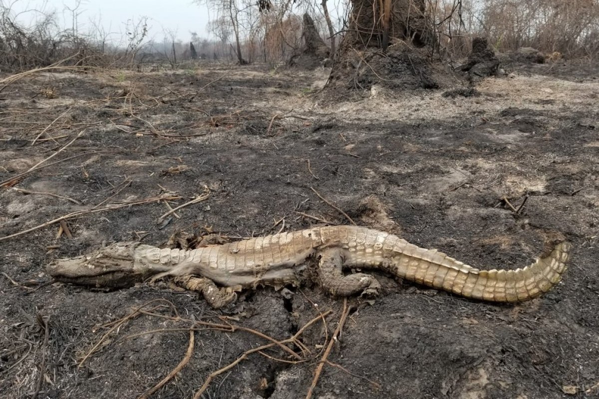 Força-tarefa investiga número de animais mortos no Pantanal por conta dos incêndios 