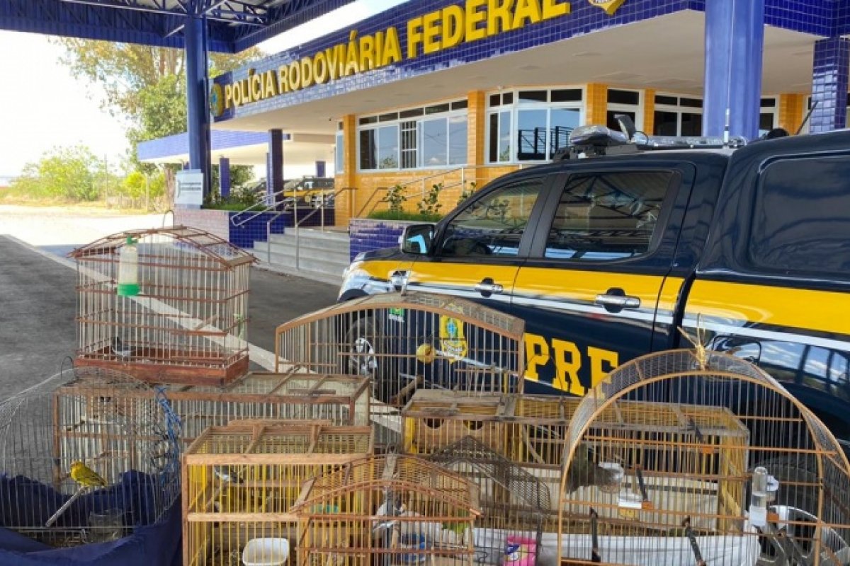 Operação da PRF-BA resgata mais de dez aves silvestres mantidas em cativeiro no sul da Bahia