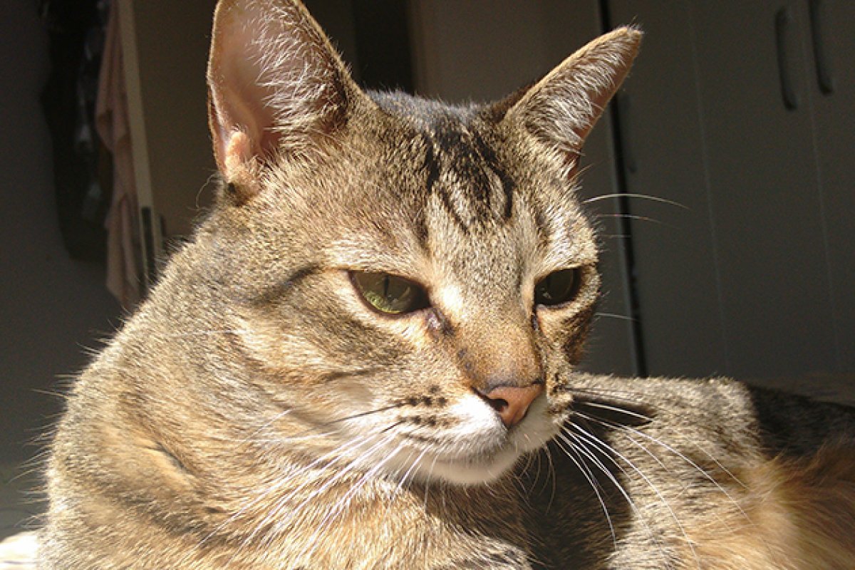 Estudo afirma que gatos infectados pelo coronavírus ficam imunes