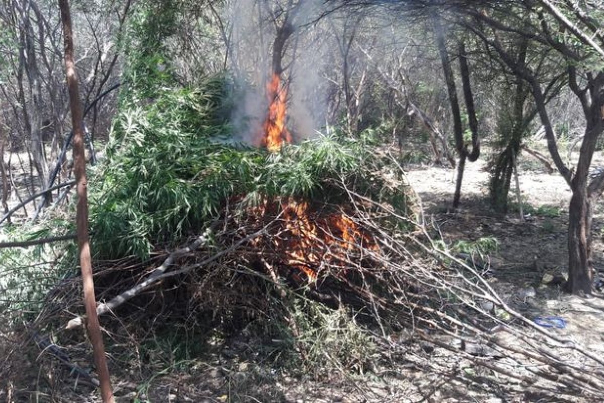 PM incinera plantação de maconha com mais de 3 mil pés