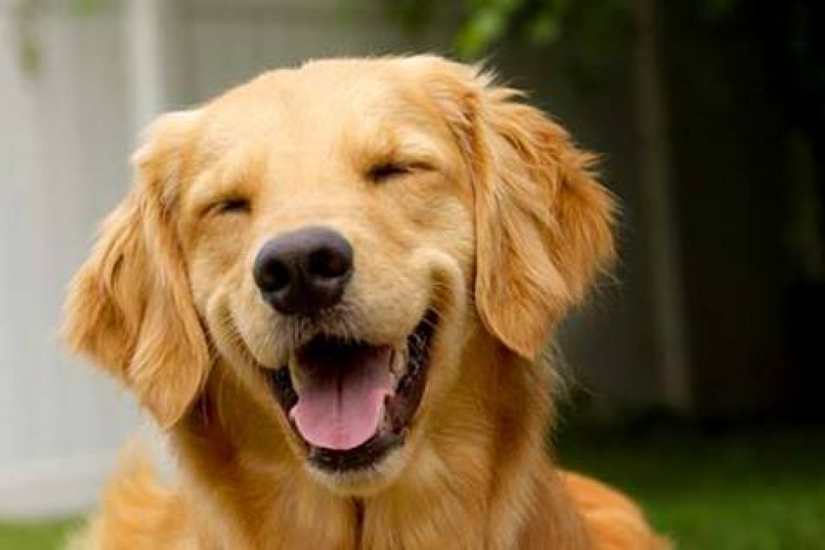 Mitos e verdades sobre a saúde bucal dos cães 
