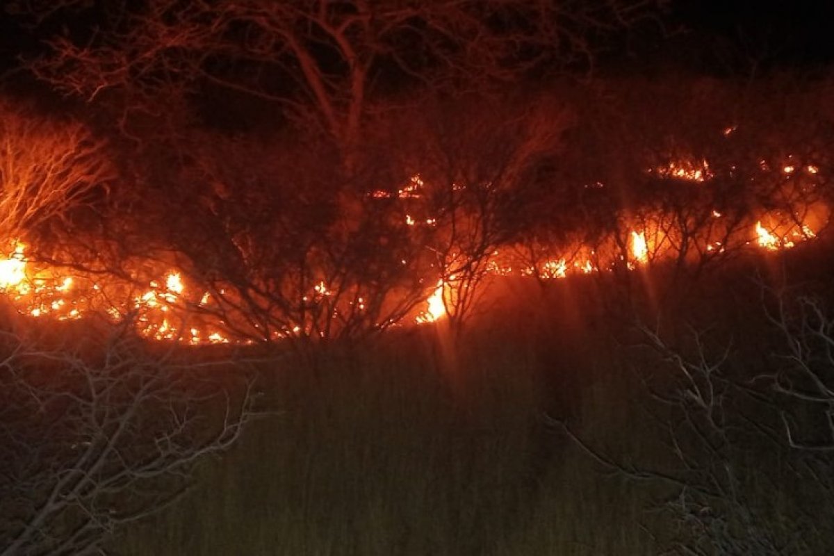 Incêndio destrói vegetação em Sento Sé, no norte da Bahia, e deixa animais mortos