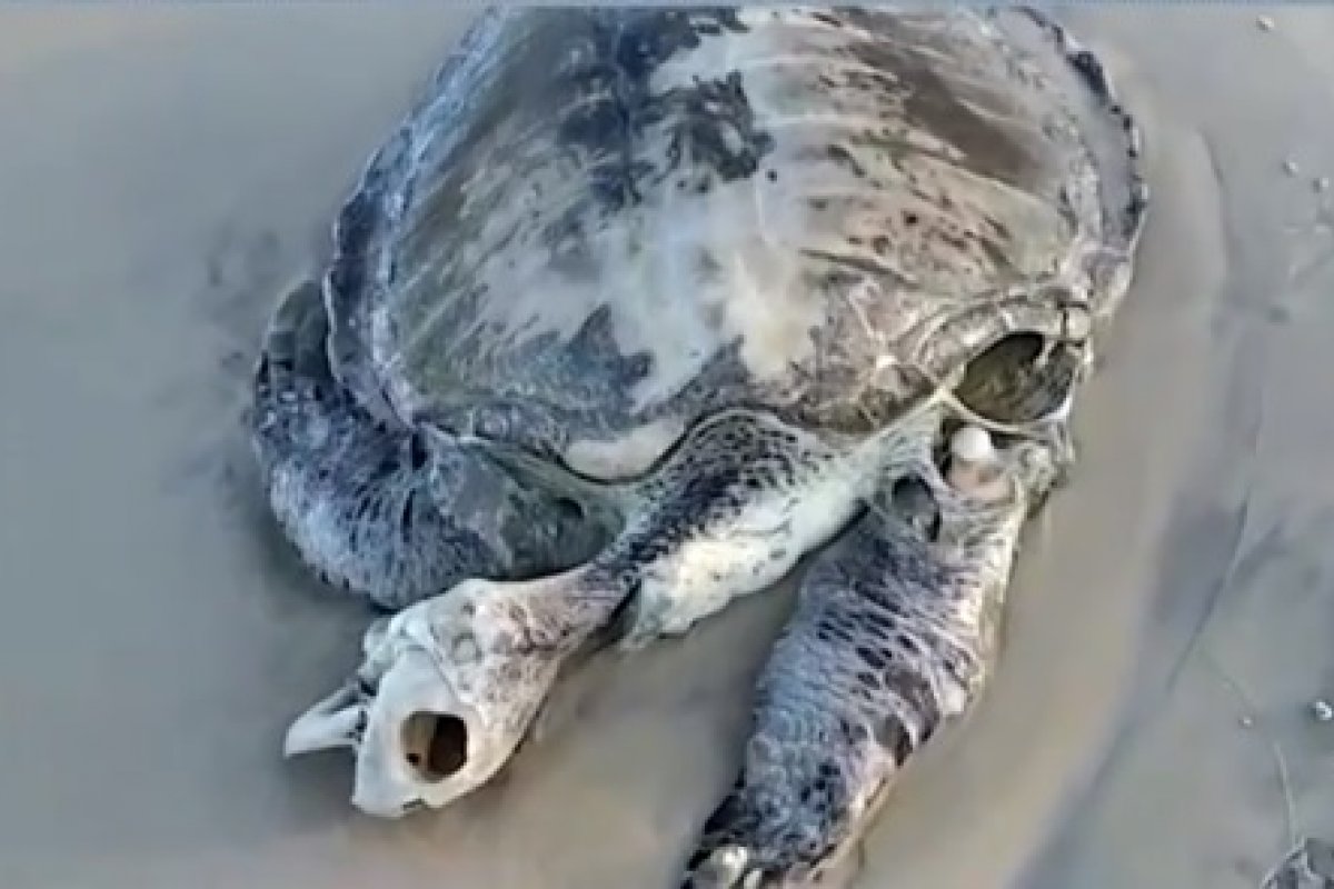 Número de tartarugas mortas encontradas em praias no sul da Bahia cresceu 12% em 2020