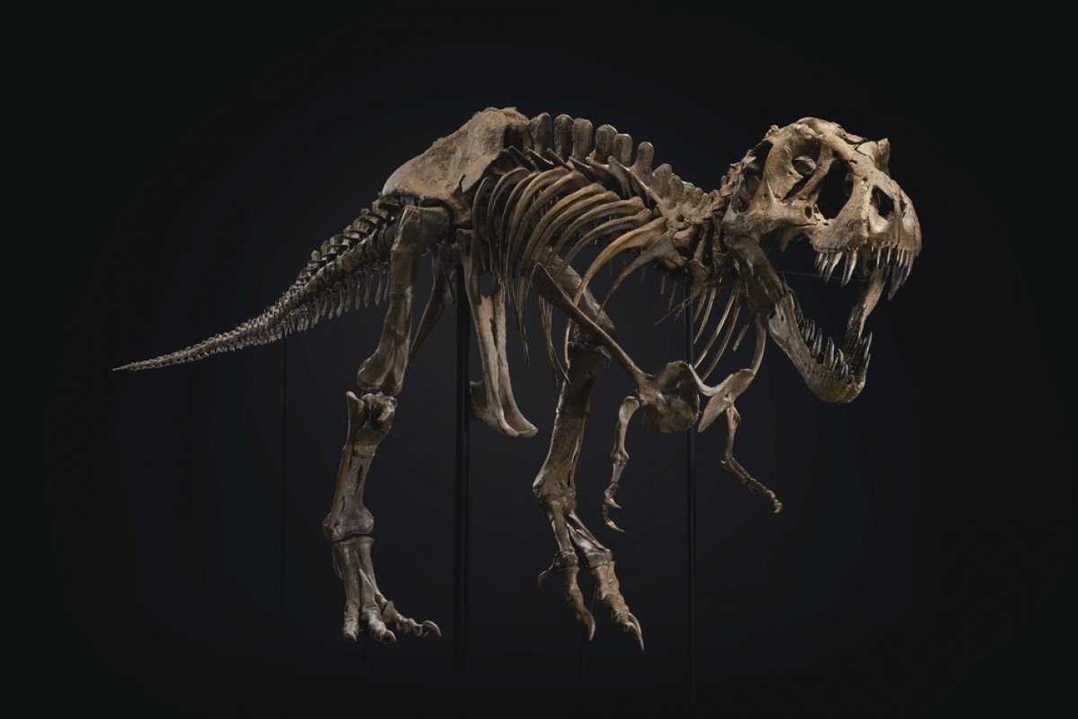 Fóssil de T-Rex é vendido por US$ 31,8 milhões