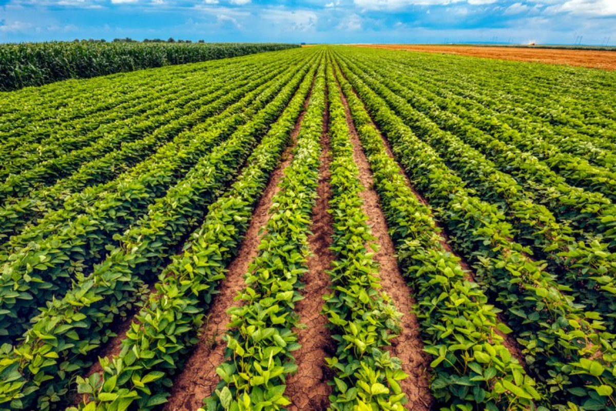 Brasil deve ter novo recorde de produção na safra de grãos 