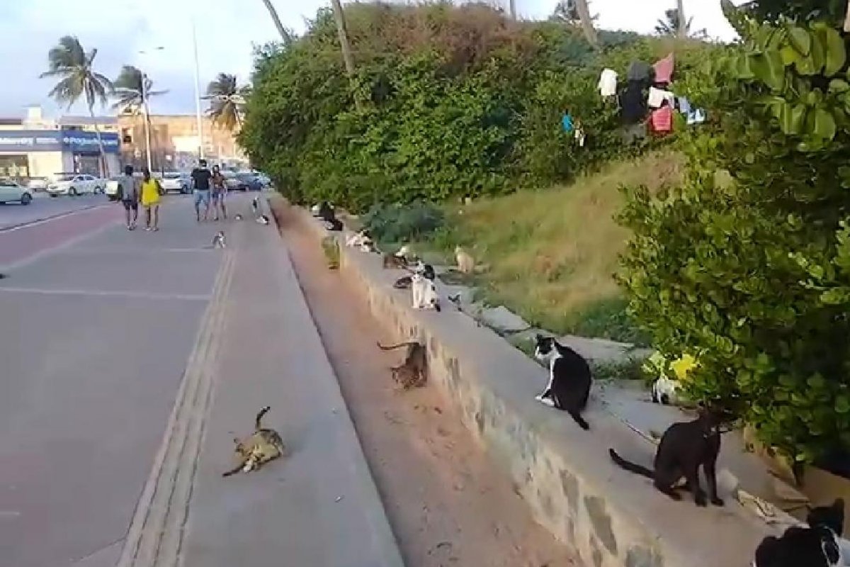 Vídeo: Comandante da Brigada K9 denuncia falta de compromisso do município e estado da Bahia com animais de rua 
