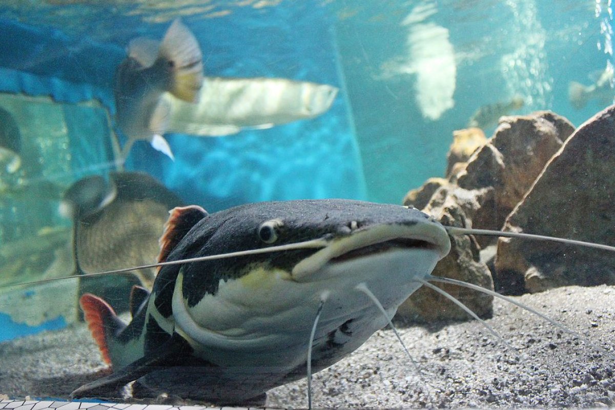Dia das Crianças: Visite de forma virtual as exposições Planeta Inseto e Museu de Pesca