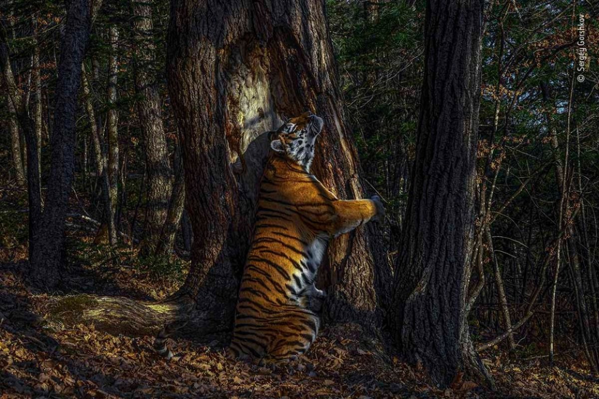 Foto de tigresa abraçadora de árvores vence concurso mundial de fotos de vida selvagem