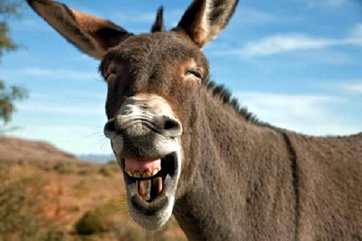 E burro é quem? Burro é quem vota no DEM! Disse o 03...