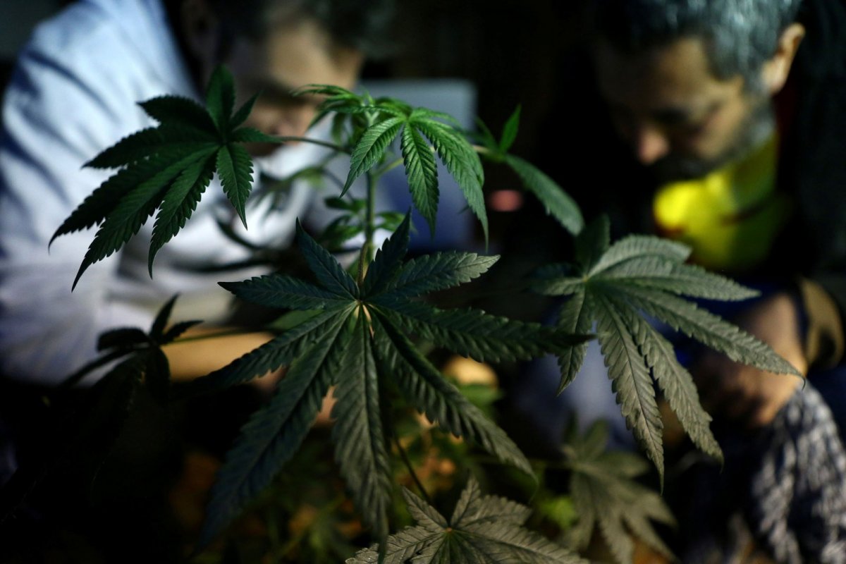 Anvisa discute hoje (31) possível liberação do cultivo de maconha medicinal