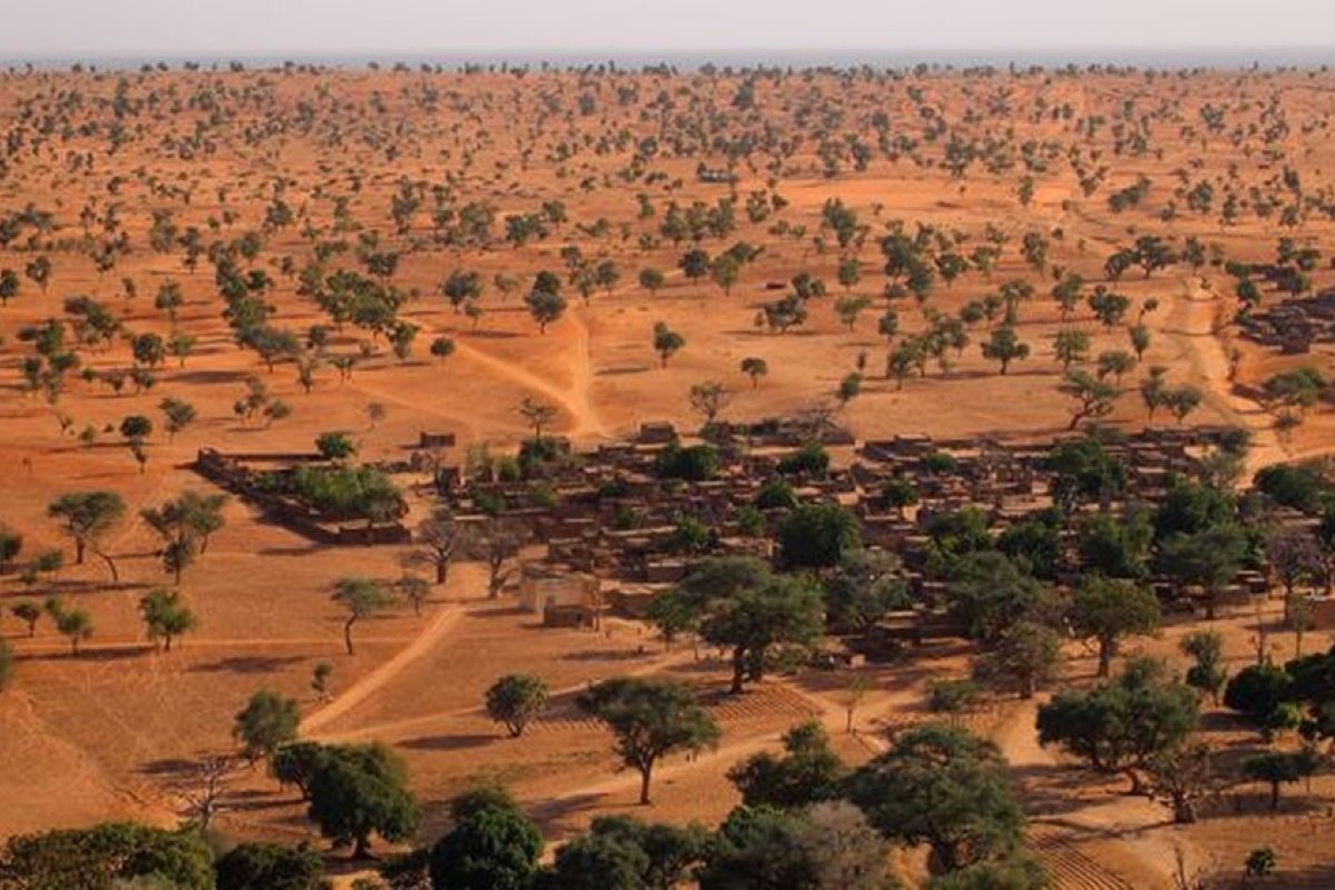 Centenas de milhões de árvores são descobertas no deserto do Saara