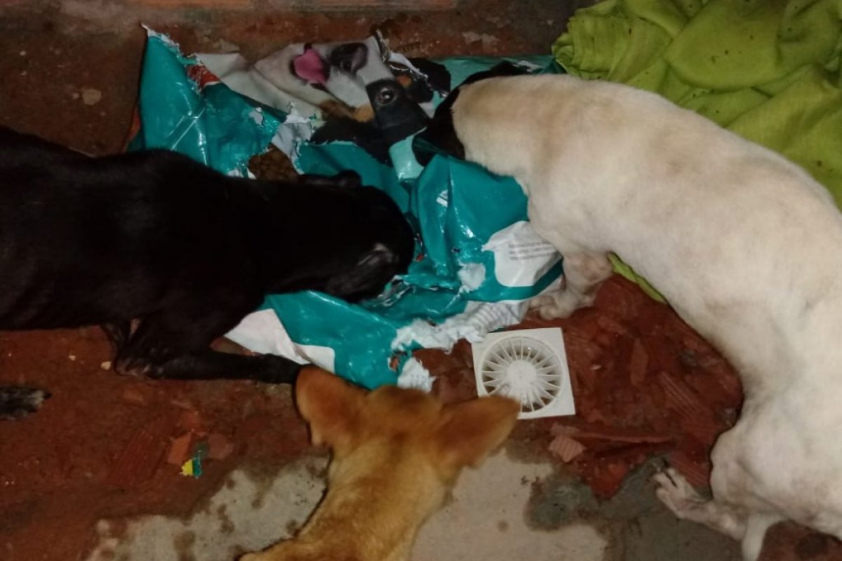 Falsa veterinária é presa em flagrante no bairro de São Cristóvão, em Salvador