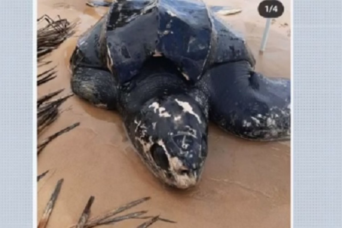Tartaruga gigante encontrada em praia no sul da Bahia volta a encalhar 3 dias após ser devolvida ao mar