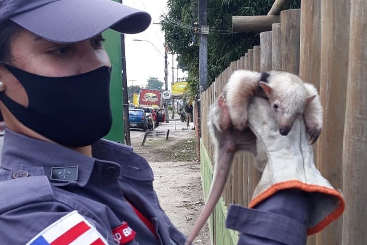 Tamanduá é resgatado em quintal de casa em Ilhéus