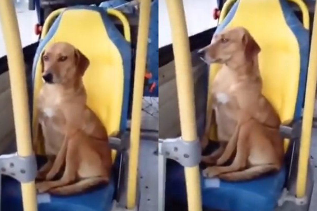 Cachorro viraliza após ser flagrado sentado sozinho no banco de um ônibus 