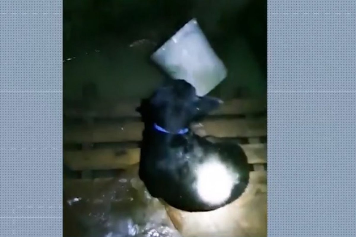 Filhotes de gatos morrem após abrigo utilizado por ONG inundar devido às chuvas no sul da Bahia