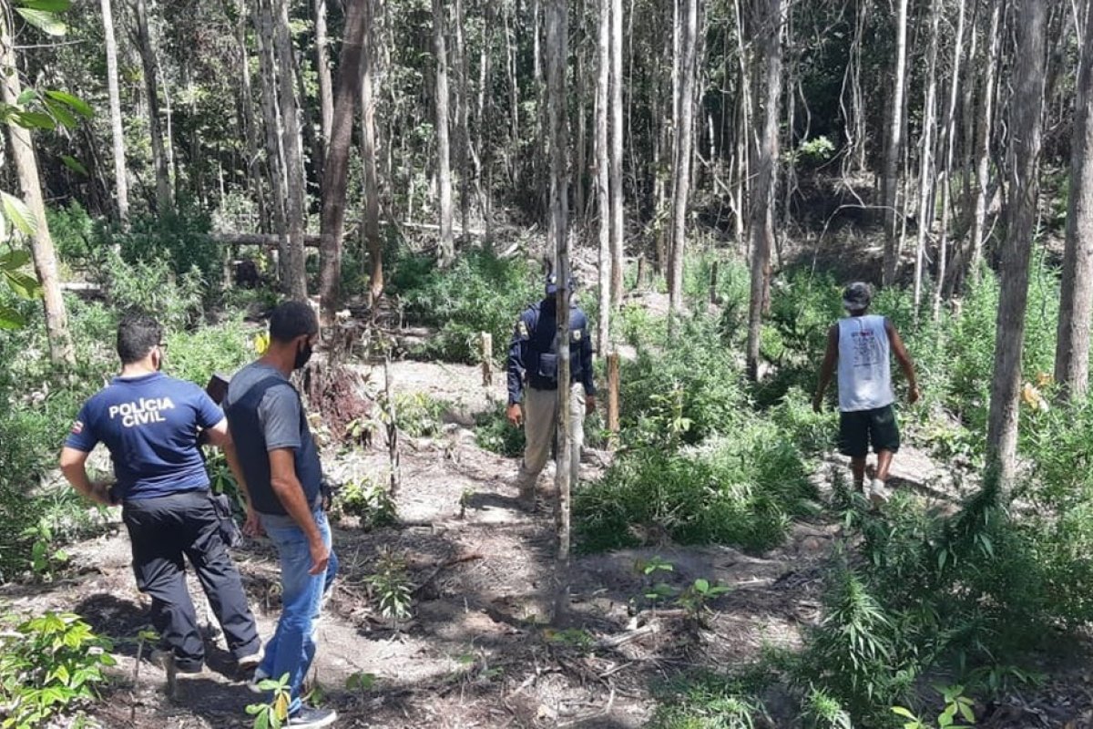 Operação da PRF encontra plantação com 1,5 mil pés de maconha em Belmonte, na Bahia