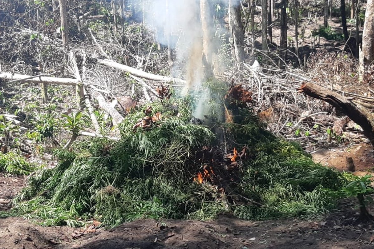 PRF-BA e PM incineram 1.500 pés de maconha apreendidas em operações