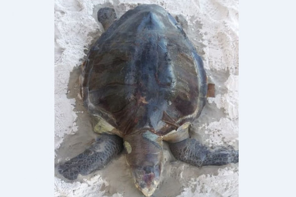 Tartaruga é encontrada morta em praia de Ilhéus, no sul da Bahia