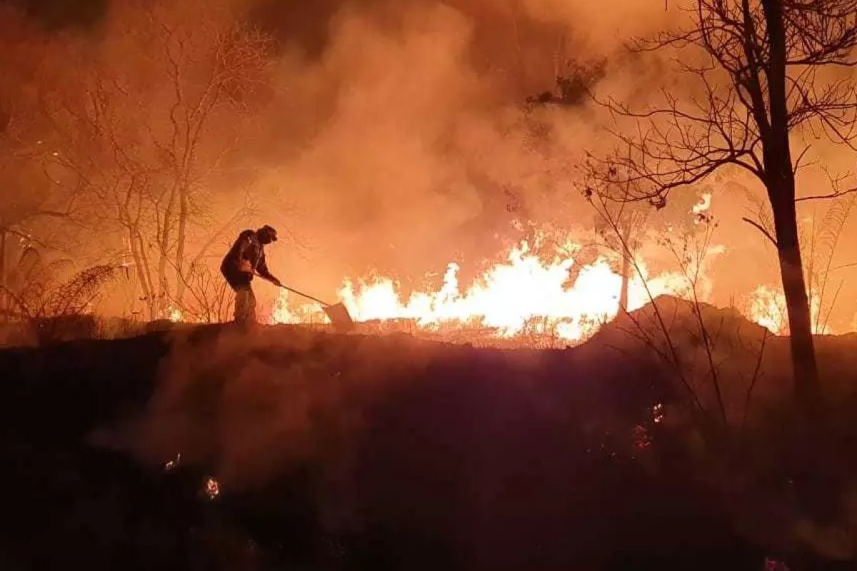 Com recorde de queimadas, dia do Pantanal é celebrado em clima de esperança