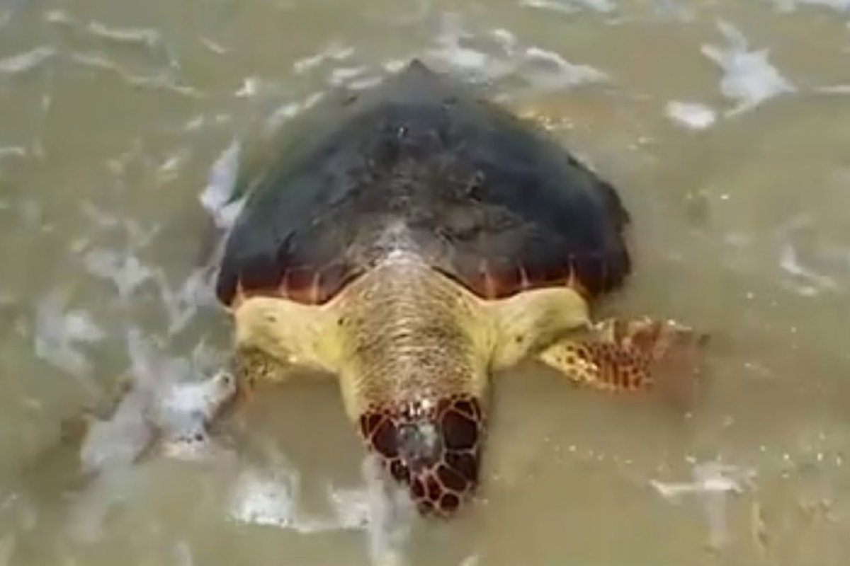 Mortes de tartarugas em período reprodutivo preocupam especialistas