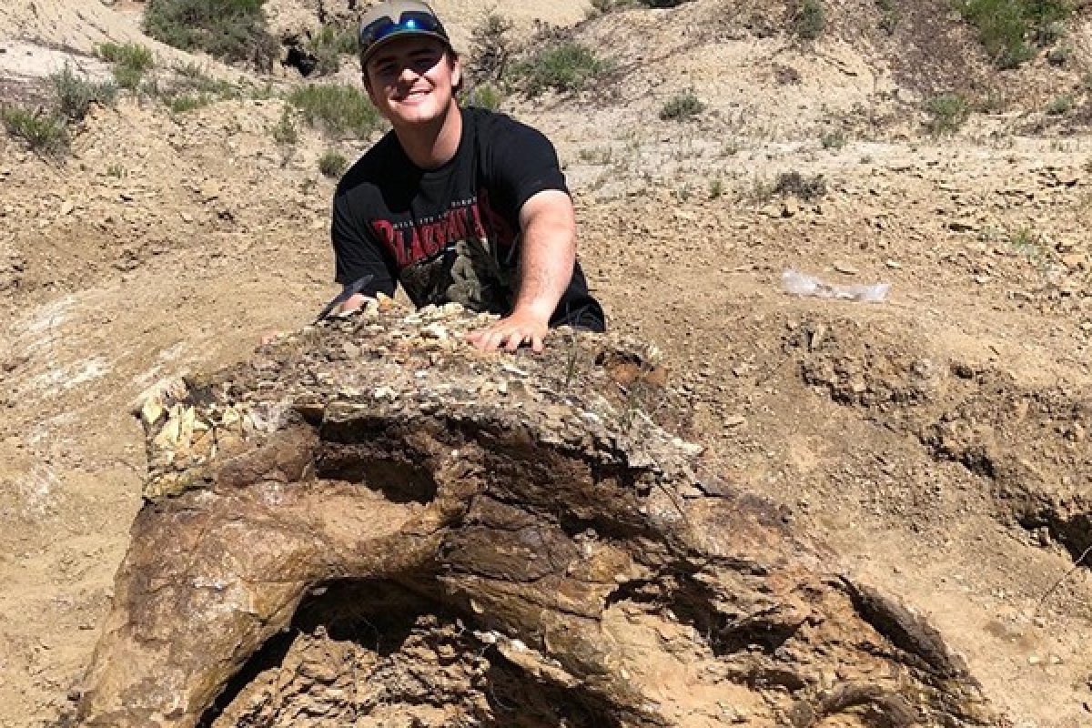 Crânio de Triceratops de 65 milhões de anos é encontrado nos EUA