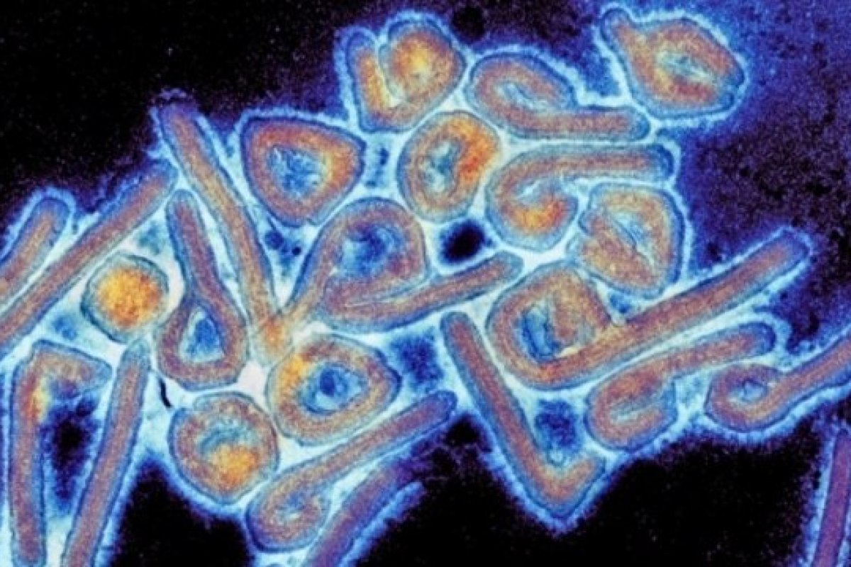 Cientistas encontram vírus mortal na Bolívia