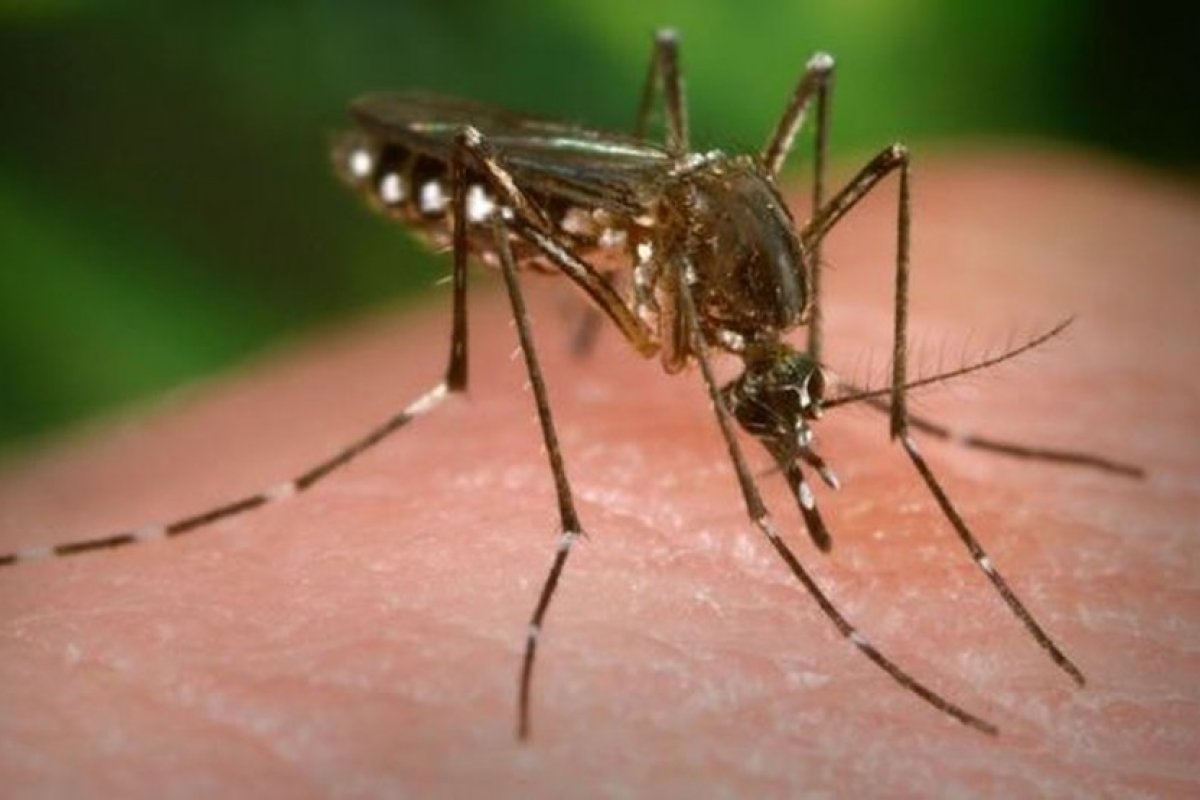 Salvador registra aumento de mais de 223% dos casos de chikungunya