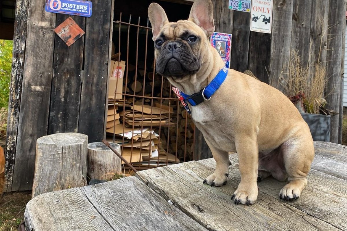 Buldogue francês é eleito "prefeito" em cidade dos Estados Unidos
