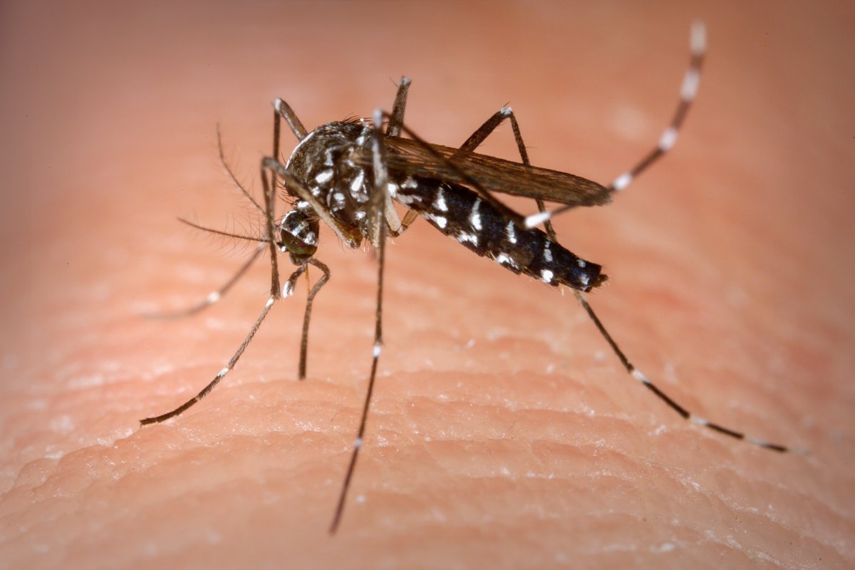 Ministério da Saúde: Brasil contabiliza mais 970 mil casos de dengue este ano
