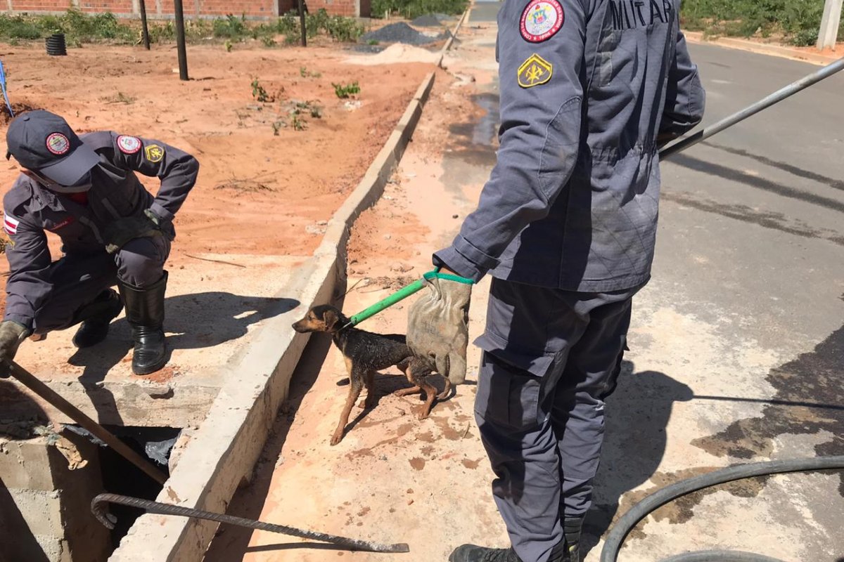 Vídeo: Cachorro é resgatado após ficar preso em galeria de esgoto, em Luís Eduardo Magalhães