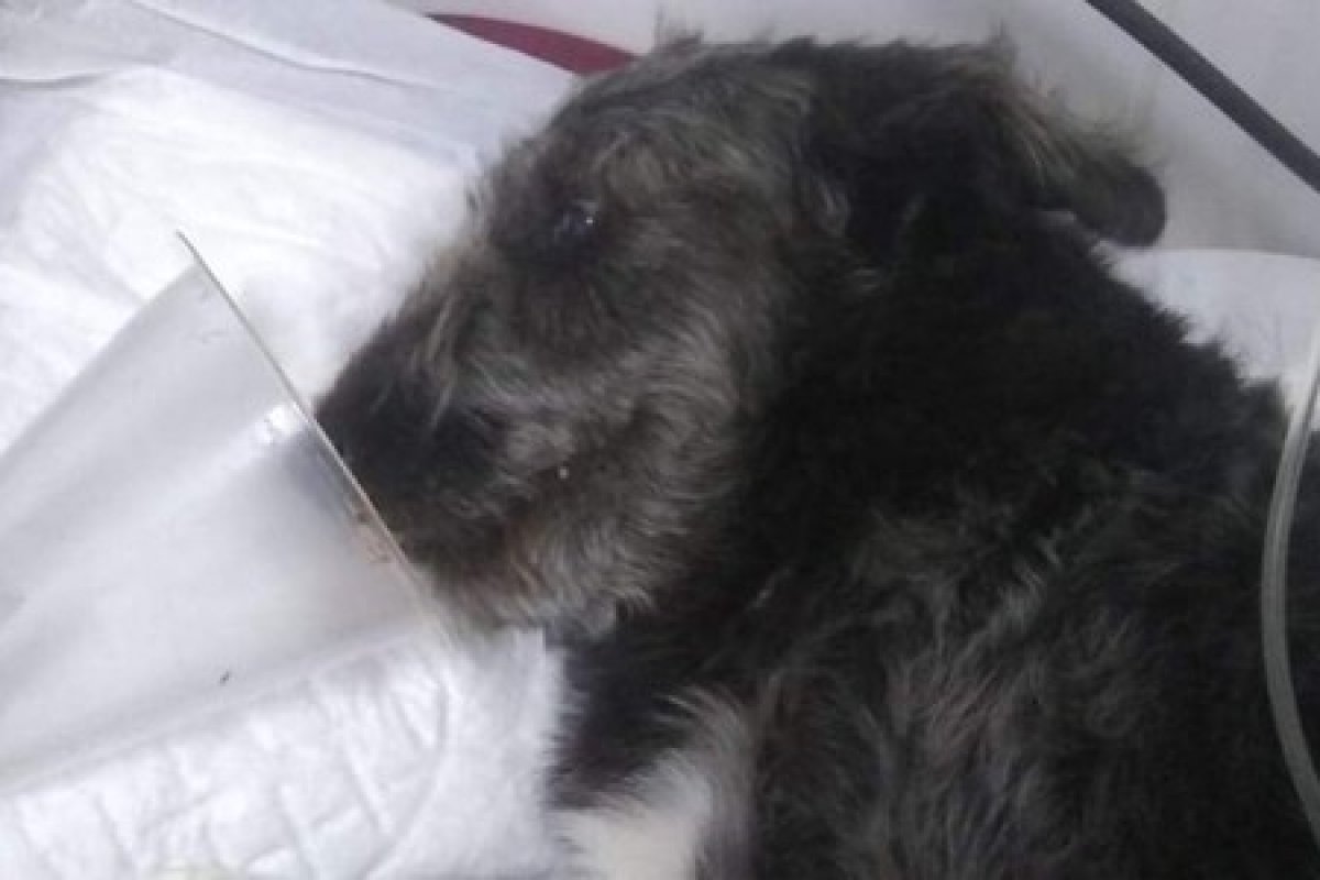 Cachorro é internado após salvar menina de 12 anos ataque de cobra