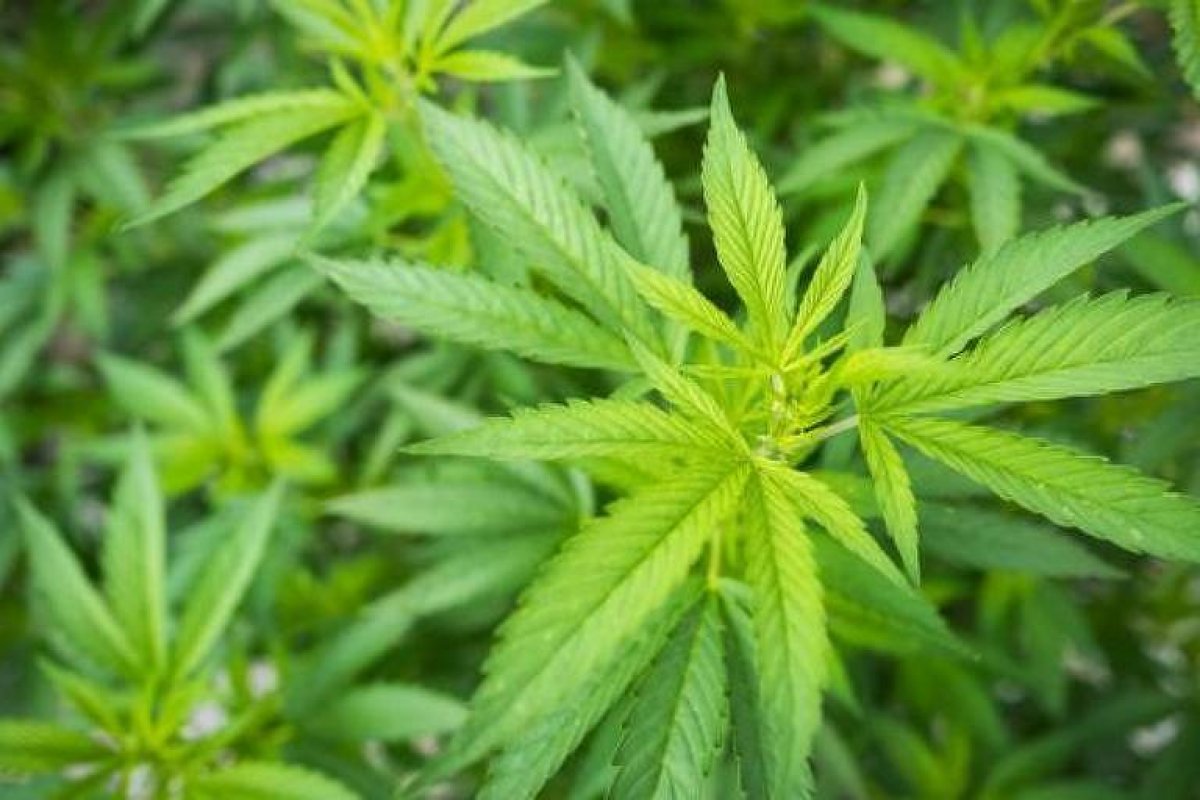 Maconha é retirada da lista de drogas mais perigosas