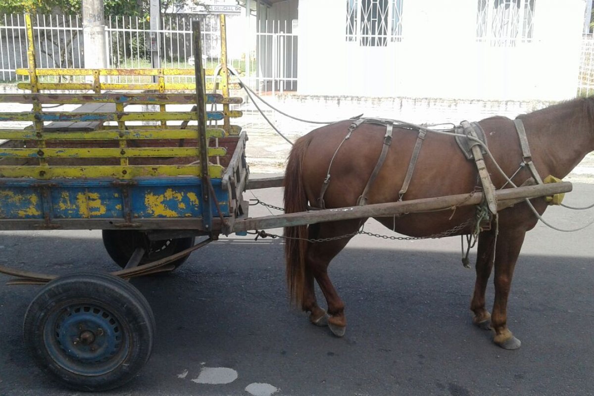 Câmara Municipal de Salvador volta a liberar circulação de carroças e veículos movidos a tração animal na cidade  