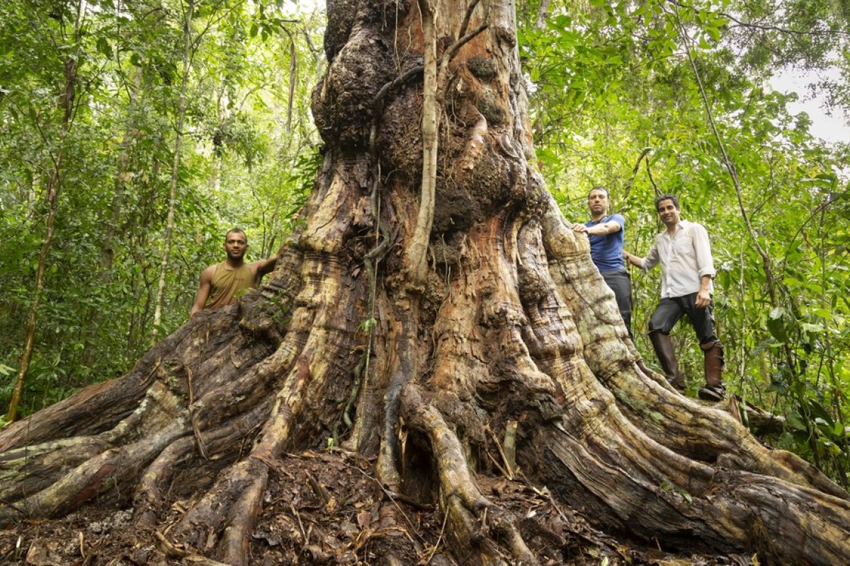 Pau-brasil com 7 metros de circunferência e mais de 500 anos é descoberto no sul da Bahia 