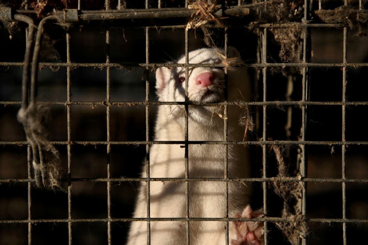 Água na Dinamarca pode ter sido contaminada após enterro de milhões de visons sacrificados 
