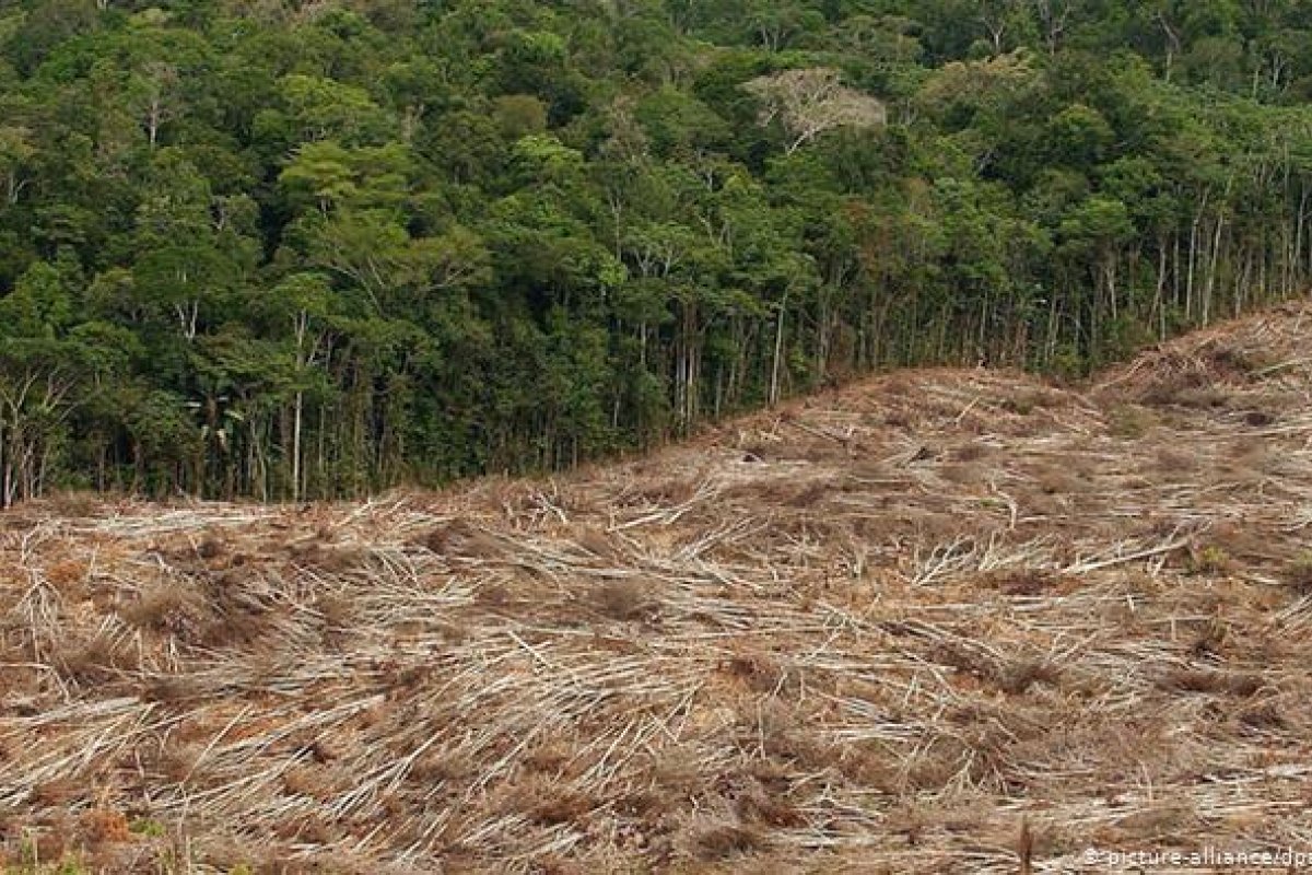 Relatório da ONU alerta para perda de floresta com incêndios