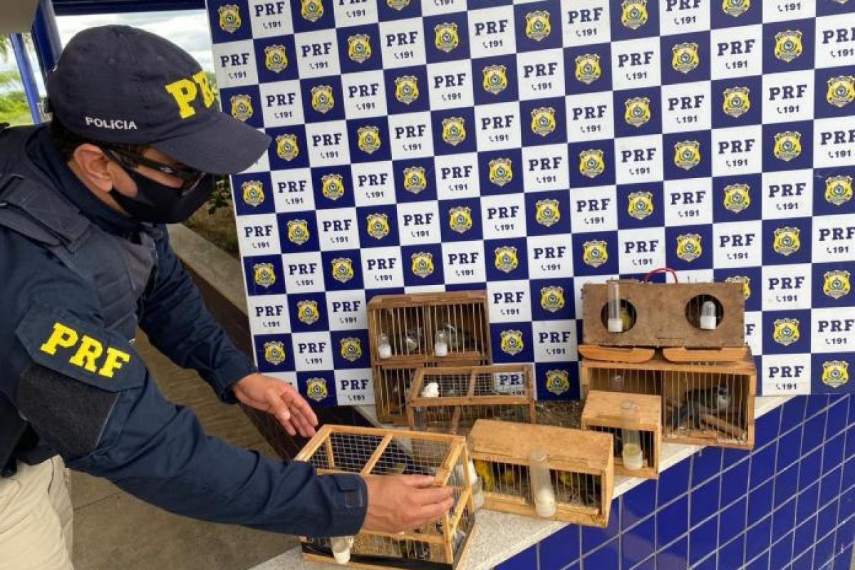 PRF apreende pássaros silvestres em automóvel vindo de São Paulo