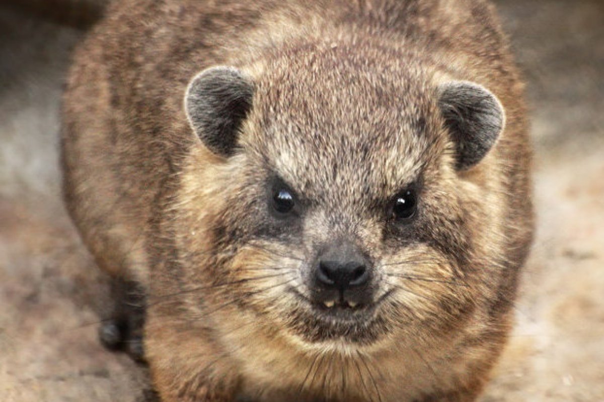 Cientistas acreditam ter descoberto nova espécie de hyrax 