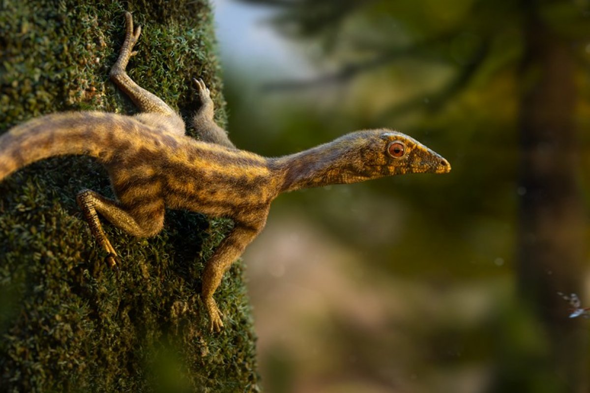 Animal pré-histórico descoberto no Rio Grande do Sul é capa de revista internacional de Ciência 