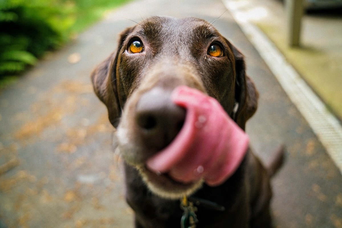 Confira os nomes de cachorros mais comuns usados no Brasil