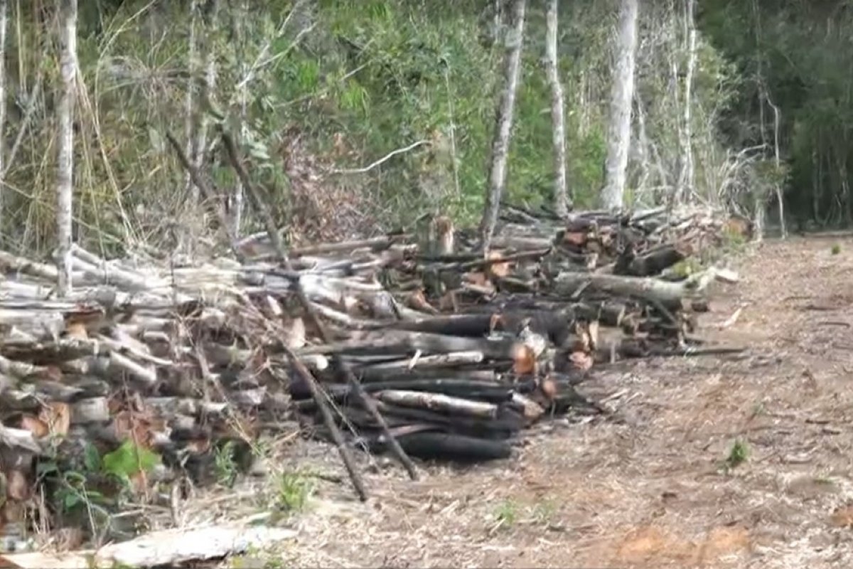 Terreno desmatado encontrado em área de proteção ambiental da Chapada Diamantina equivalente a 7 campos de futebol 