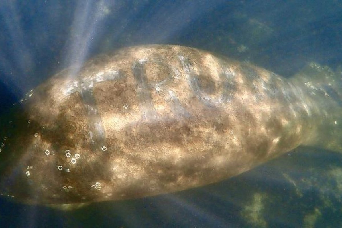 Peixe-boi na Flórida tem a palavra 'Trump' escrita no corpo 
