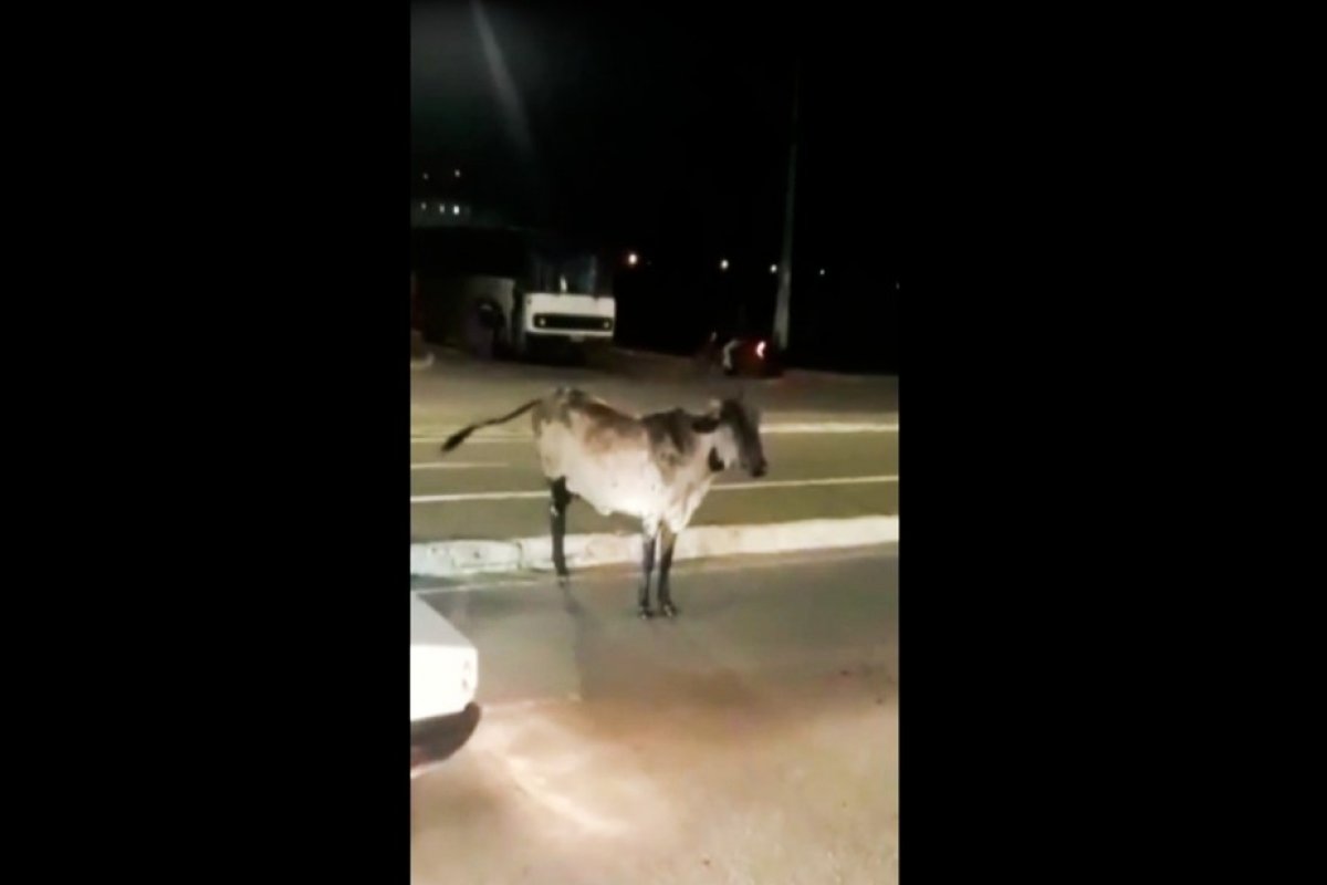 Vaca foge de pasto, ataca motociclista e causa congestionamento em Vitória da Conquista